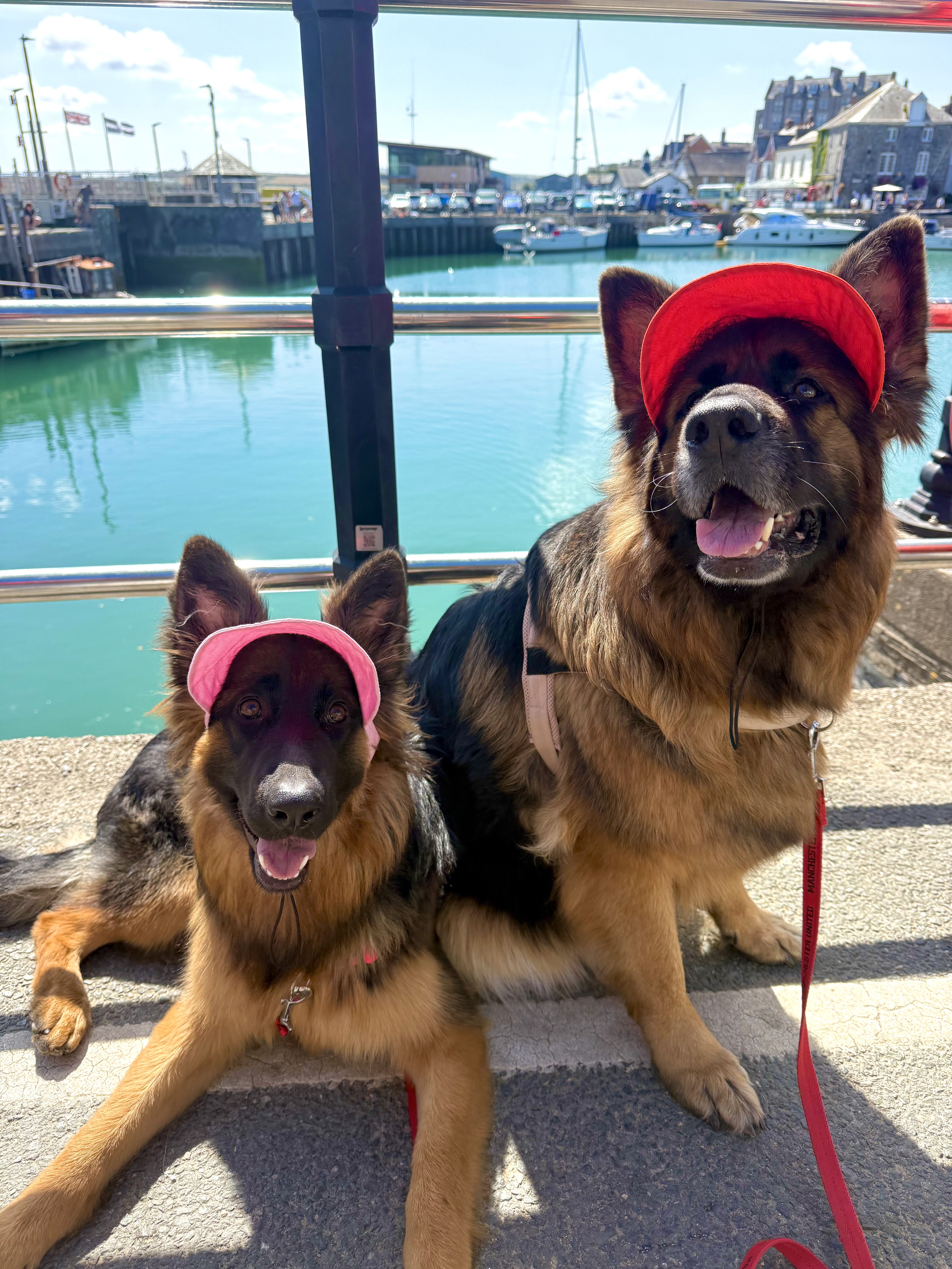 Star and Luna, two German Shepherds, sitting together by a harbour
